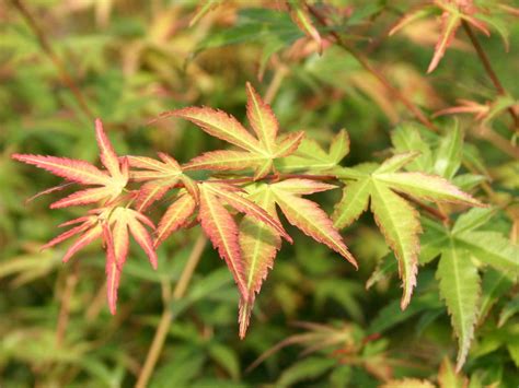 Fächer Ahorn Wilsons Pink Dwarf Acer Palmatum Wilsons Pink Dwarf