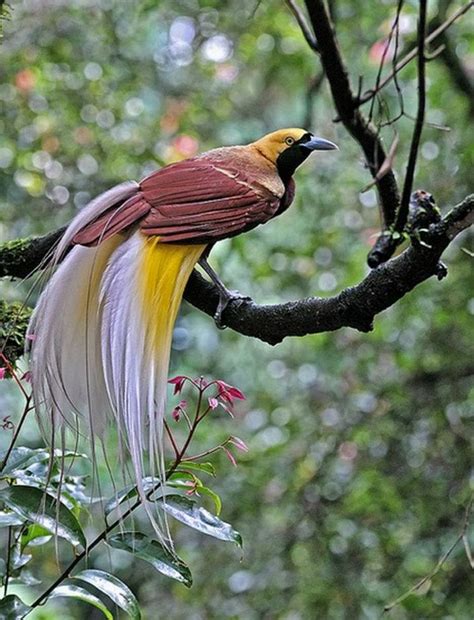 The Raggiana Bird Of Paradise Paradisaea Raggiana Also Known As Count Raggi S Bird Of