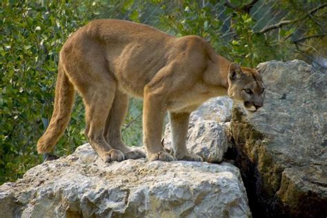 Puma Puma Concolor Características Hábitat Y Reproducción Con Fotos