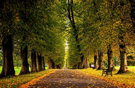 Grass Forest Autumn Trees Hdr Park Leaves Walk Road Colors Wallpaper