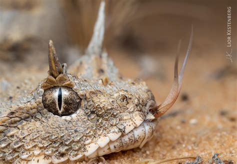 I Photographed This Amazing Horned Desert Viper 🐍 Oc See 1st Comment