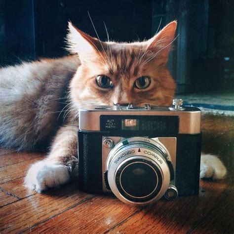 National Camera Day 6 Tips For Taking Better Pictures Of Your Cat