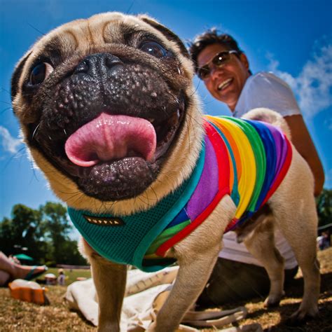 See the best & latest dog food dealers near me on iscoupon.com. 18 Rainbow Dogs Celebrating Pride Show That Love Always ...