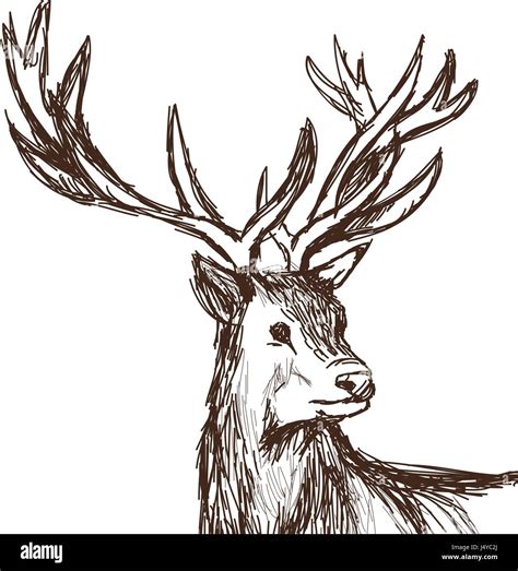 Hand Drawn Deer Big Antlers Wildlife Poster Face Graphic Sketch