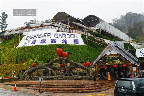 Bysun march 28, 2021april 1, 2021. Cameron Lavender Garden, Cameron Highlands | Malaysian ...