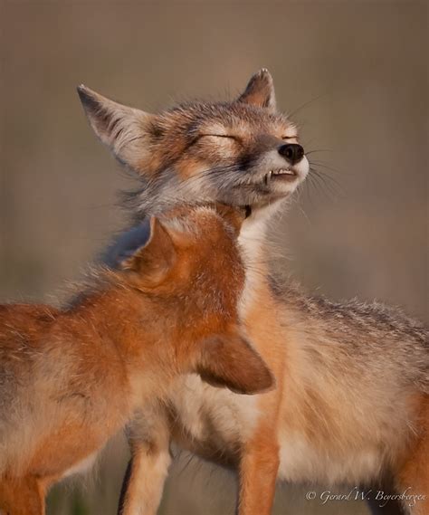 Swift Fox Swift Fox Vulpes Velox Pair Grooming Each Othe Flickr
