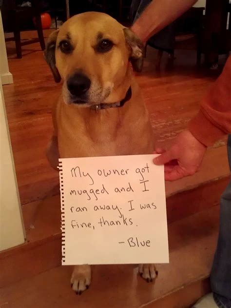 Hold good — if a statement holds good for something or someone, it is true of that thing or person. Dog shaming... owner mugged | Animal shaming, Dog shaming, Funny animals