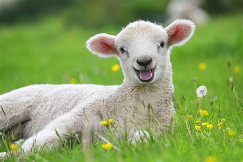 Fluffy Little Lamb Happy About Spring Animalssmiling