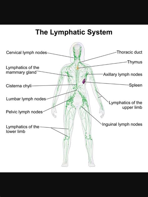 Pin By Valorie Whitehall On Health Lymphatic System Lymphatic System