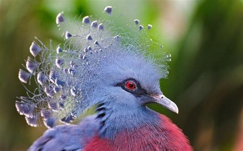 Éstas Son Las 10 Aves Más Exóticas Del Mundo Bioguia