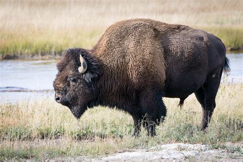 Yellowstone Animals Wp3 Photography