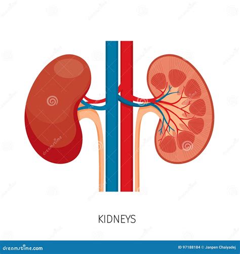 Cross Section Of Kidneys Human Internal Organ Diagram Stock Vector