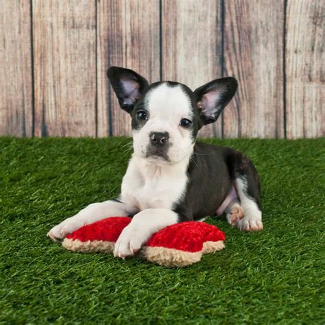 Where To Find Frenchton Puppies For Sale Dogable