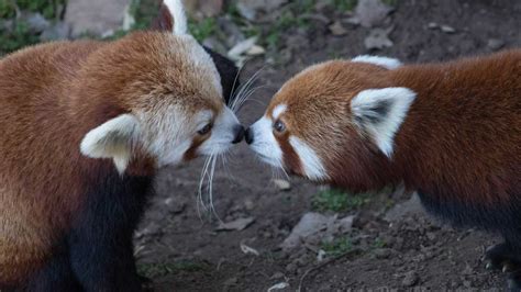 Okc Zoo Announces Birth Of 2 Red Pandas Asks For Publics Helping