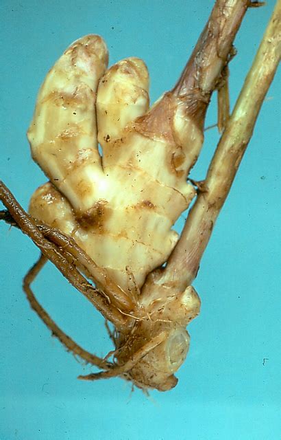 Ginger Diseases And Pests Description Uses Propagation