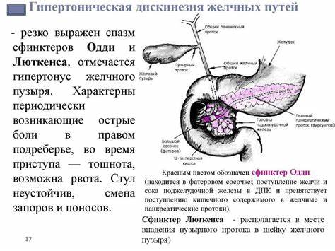Вырезанный желчный пузырь диета Желчный Пузырь Симптомы Лечение Диета — Похудение Диета Правильное Питание Желчный Пузырь Симптомы Лечение Диета — Похудение Диета Правильное Питание Вырезанный желчный пузырь диета