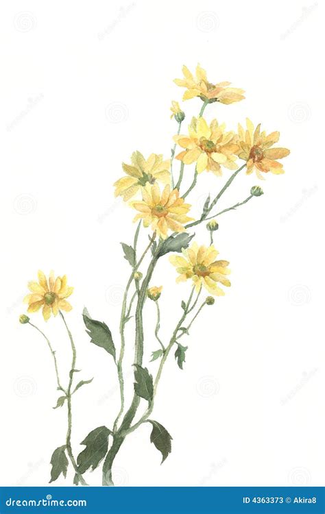 Yellow Chrysanthemum Flower Watercolor Drawing Stock Photo