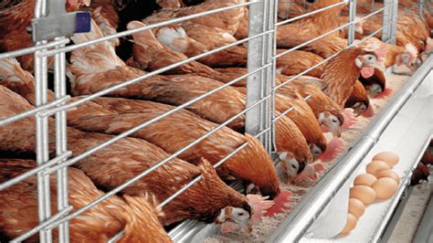 How To Start Grow And Establish A Very Profitable Poultry Farming