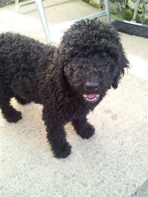Warrington, swansea, surrey, staffordshire, sleaford, portsmouth, peterborough, nottingham, northampton, newcastle upon tyne, newcastle, newbiggin by the sea, london. Standard Poodle puppies | Bury, Greater Manchester ...