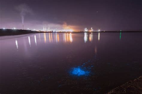Photos Capture Rare Bioluminescent Plankton Caused By Hot Weather In