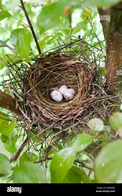 Northern Cardinal Nest In Crabapple Tree Stock Photo Alamy