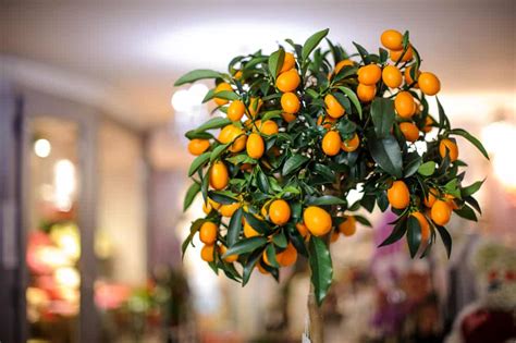 Mainly for apples, pears and quince, winter pruning encourages vigorous growth. 12 Fruit Trees You Can Grow Indoors For An Edible Yield