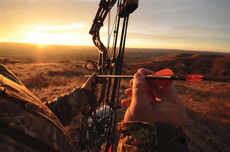 Choosing Arrows For A Compound Bow All You Need To Know