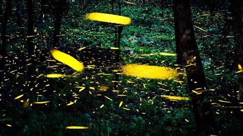 Millions Of Fireflies Flutter In Mexican Forest Cgtn