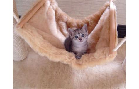 31 Super Cute Cats Who Recreated Their Kittenhood Photos Slide 76