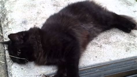 Cute Furry Black Cat Youtube