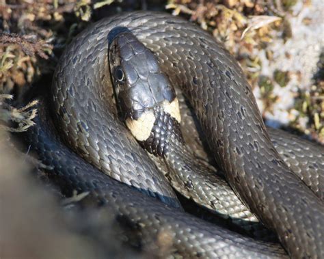 Vi hittade en orm på tomten i sommarstugan men är osäkra på om det är en snok eller en huggorm? November - farlig natur? - ÖN