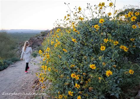 Arizona Wildflowers Best Places To See Wildflowers In Arizona