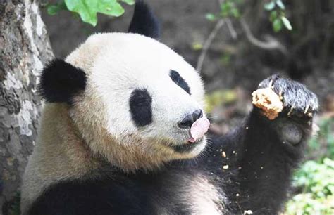 China To Send Two Giant Pandas To Denmark Cn