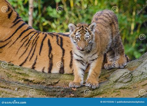 Siberian Tiger Cub Picture Image 85192546