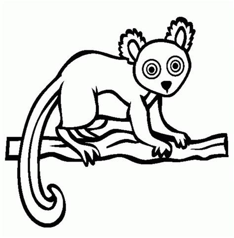 10 Rainforest Animal Coloring Sheets Png