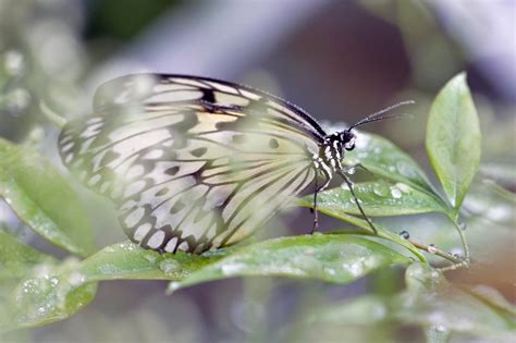 Rice Paper Butterfly By Glenn0o7 On Deviantart