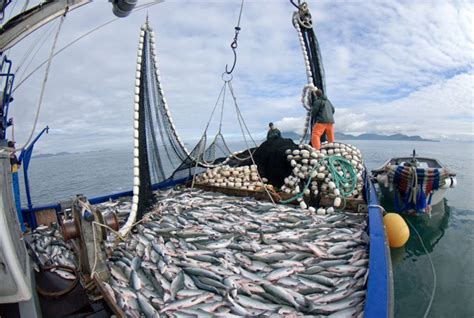 Métodos De Pesca Alaska Seafood