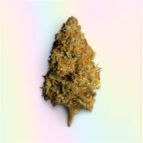 Stardawg Strain Strain Buy Online In Uk Cannabis Shop Highthc