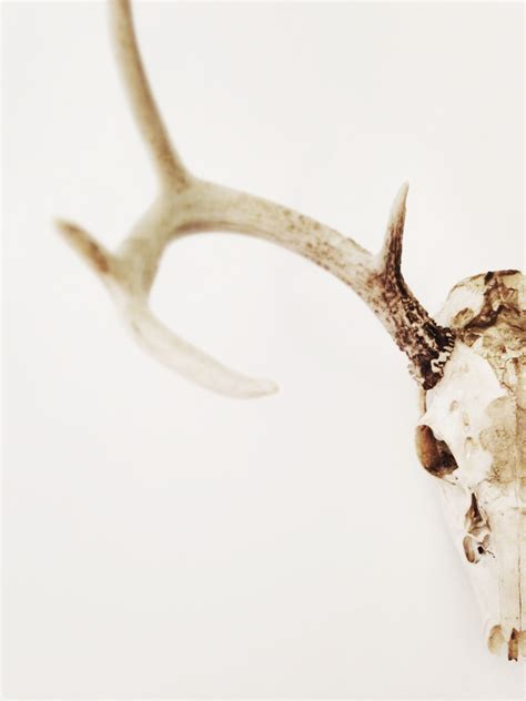 Free Images Branch Wood Rustic Horn Material Antler Bone Deer