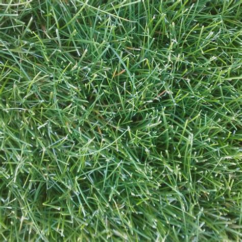 Refined Turf Excellence With Fine Fescue Go Seed