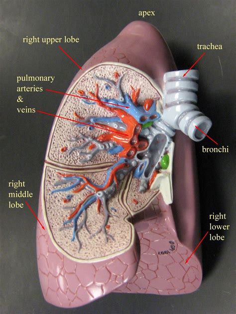 Right Lung Model Human Anatomy And Physiology Human Respiratory