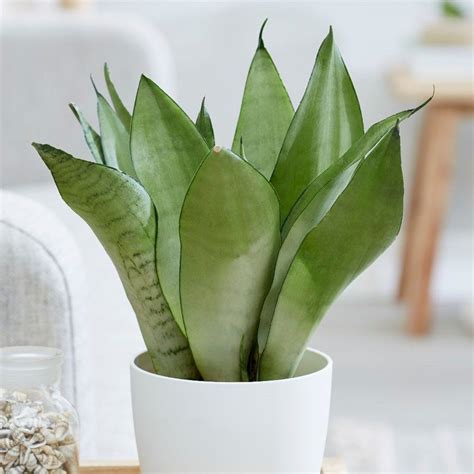 Mother In Laws Tongue Moonshine Sansevieria Plant Sansevieria