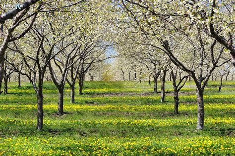 Buy flowers online in canberra, roses, lilies, tulips, mixed bouquets, arrangements, same and next day canberra flower delivery. Springtime / Flowers (With images) | Pictures of michigan ...