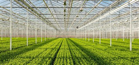 Solutions For Greenhouse Farmers Agrilyze Agritech
