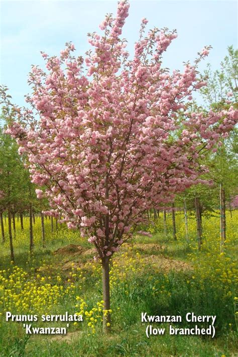 Maybe you would like to learn more about one of these? Prunus serrulata Kwanzan cherry (low branched) | Outdoor ...