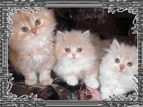 Perserbabys 59494 Soest Katzen zu verkaufen 8682 Kleinanzeigen