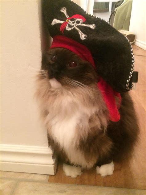 Cat Wearing Pirate Hat Aww