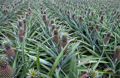 The Pineapple Plant