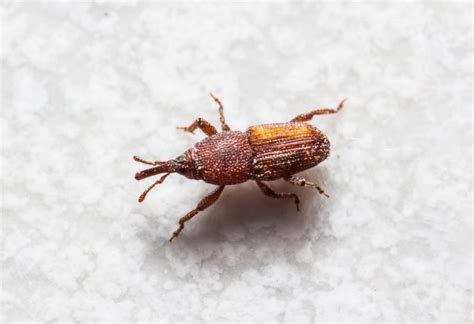 Top 5 Tiny Brown Bugs In Kitchen And How To Get Rid Of Them