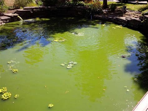 Our modular floating covers help prevent the growth of algae. Large Pond Algae Control - Hydrosphere Water Gardens in ...
